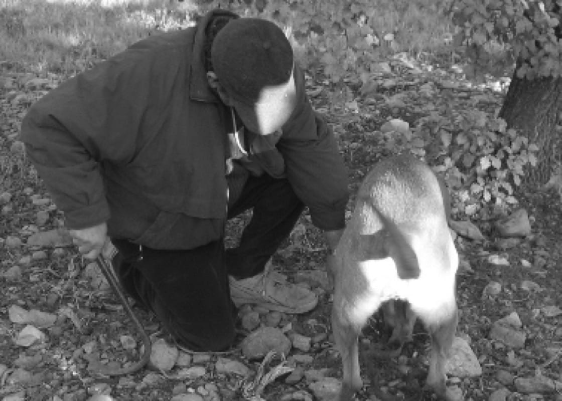 Dogs gradually became favoured over pigs are truffle-hunting companions as they are easier to train. Photo: Plantin