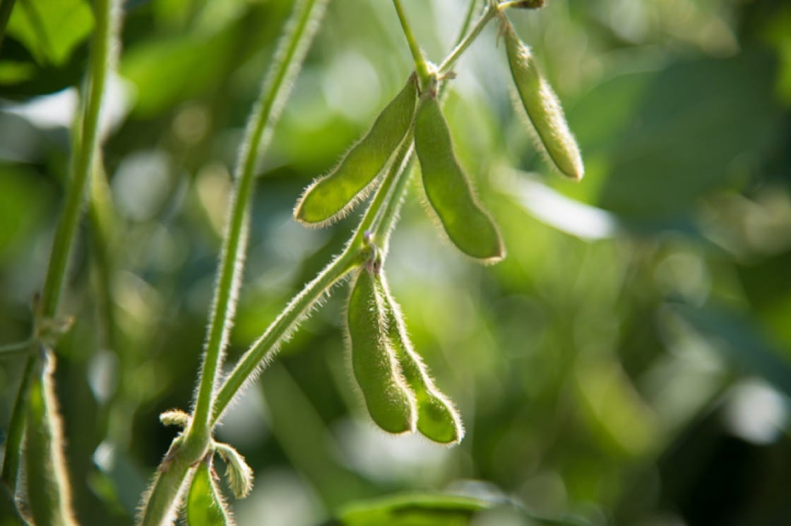 Young soybean pods