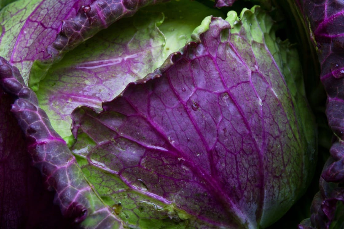 The January King cabbage is a cross between the savoy and white cabbage