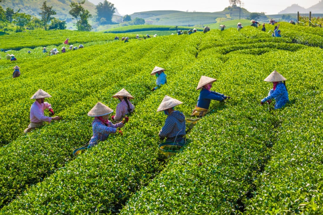 Farmers picking tea leaves by hand on the green tea fields in Moc Chau Highland, Vietnam