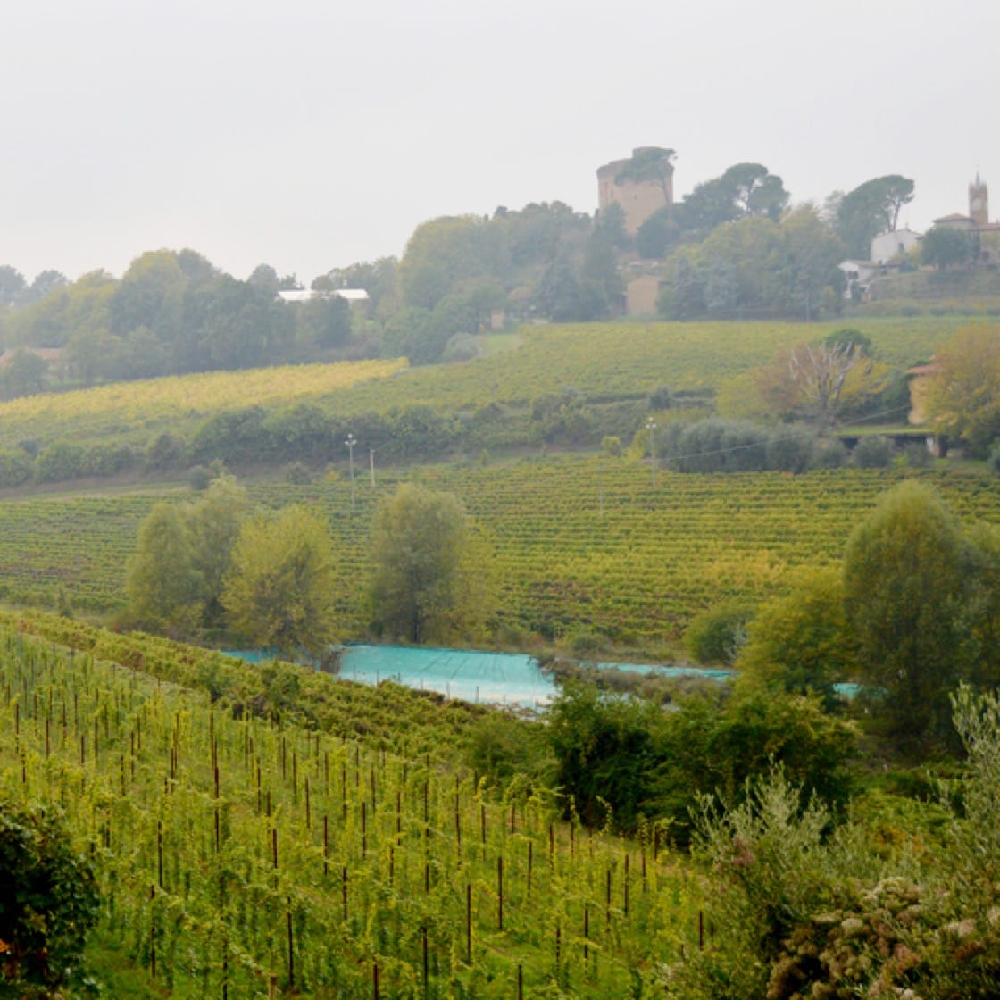 The lush verdant hills of Poderi Morini in Italy's Emilia-Romagna region.
