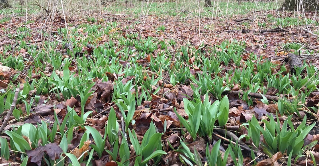 Foraging for Ramps With Chef Justin Bittner