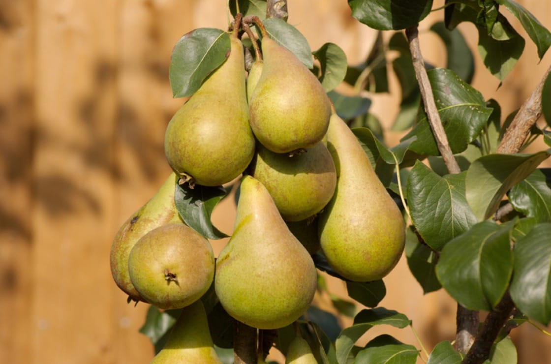 Your Guide to Pears: Bartlett, Bosc and More