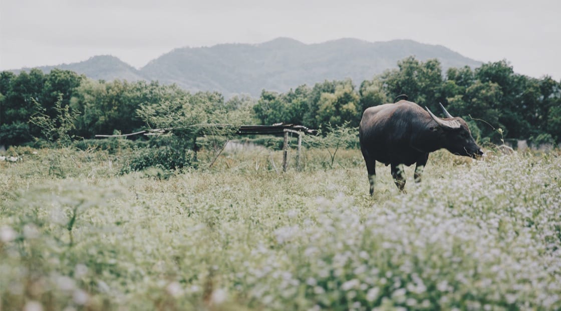 Produce is grown for the restaurant at Pru Jumpa Farm. Photo credit: Angie Thien.