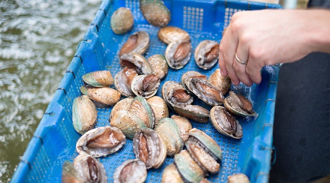 Fresh abalones from the abalone farm.