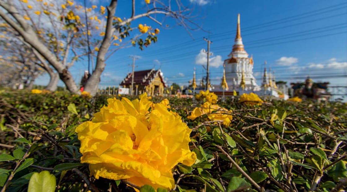 Supanniga (yellow silk cotton tree) in bloom in Nakhon Nayok, Thailand.