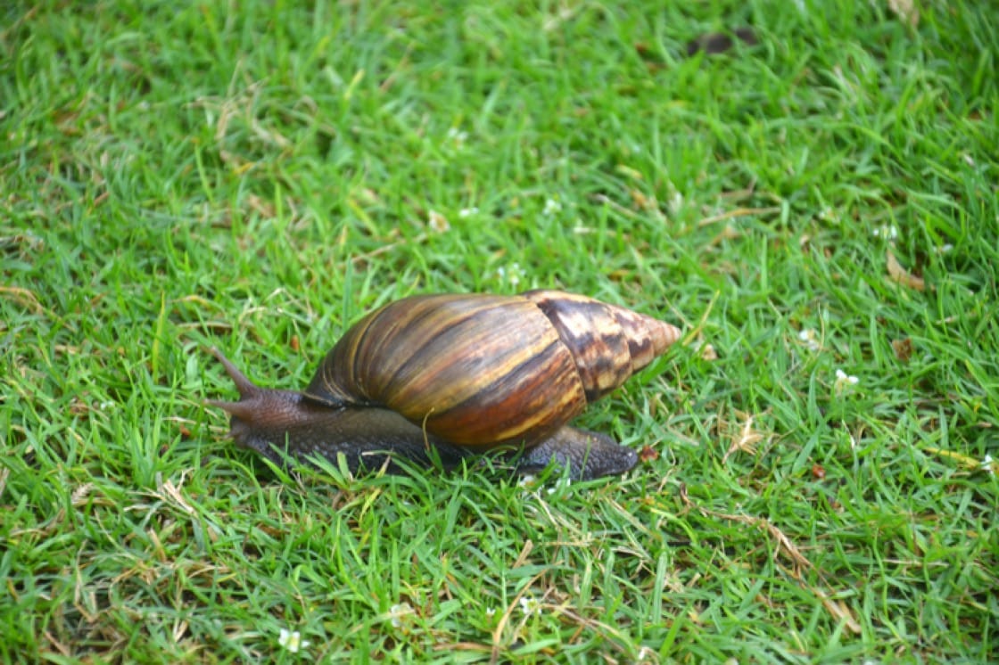 African land snails commonly found in Singapore are an edible species (Pic: Shutterstock)