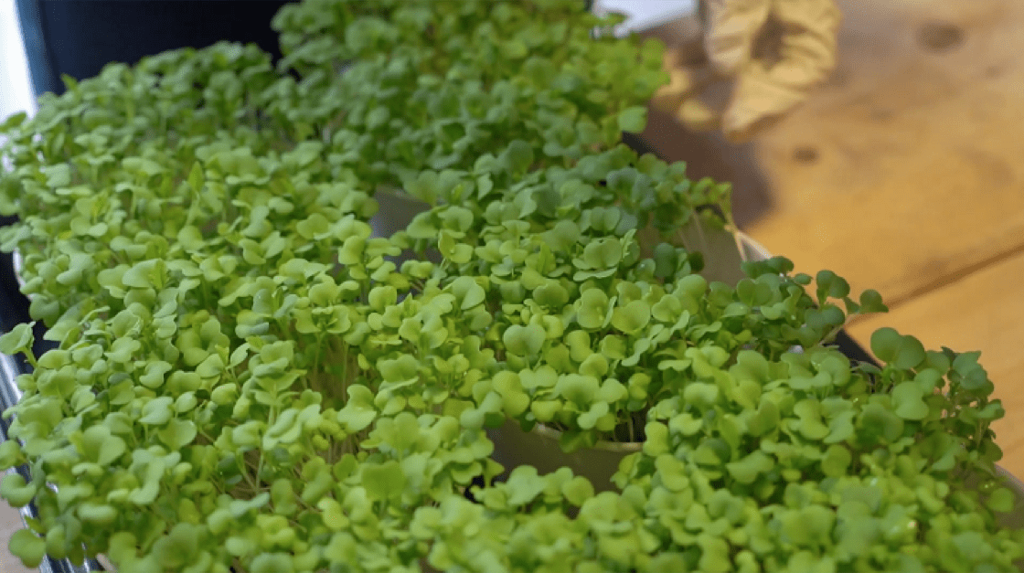 Radish sprouts are one of the more common microgreens. (Photo: Joe Chan)