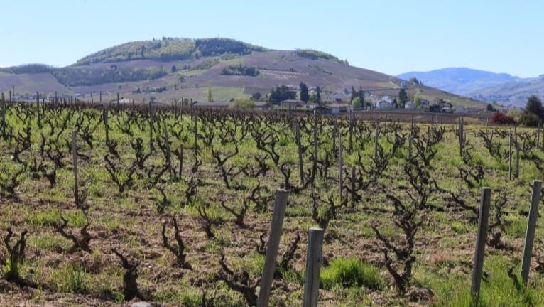 The presence of weeds is common in organic vineyards