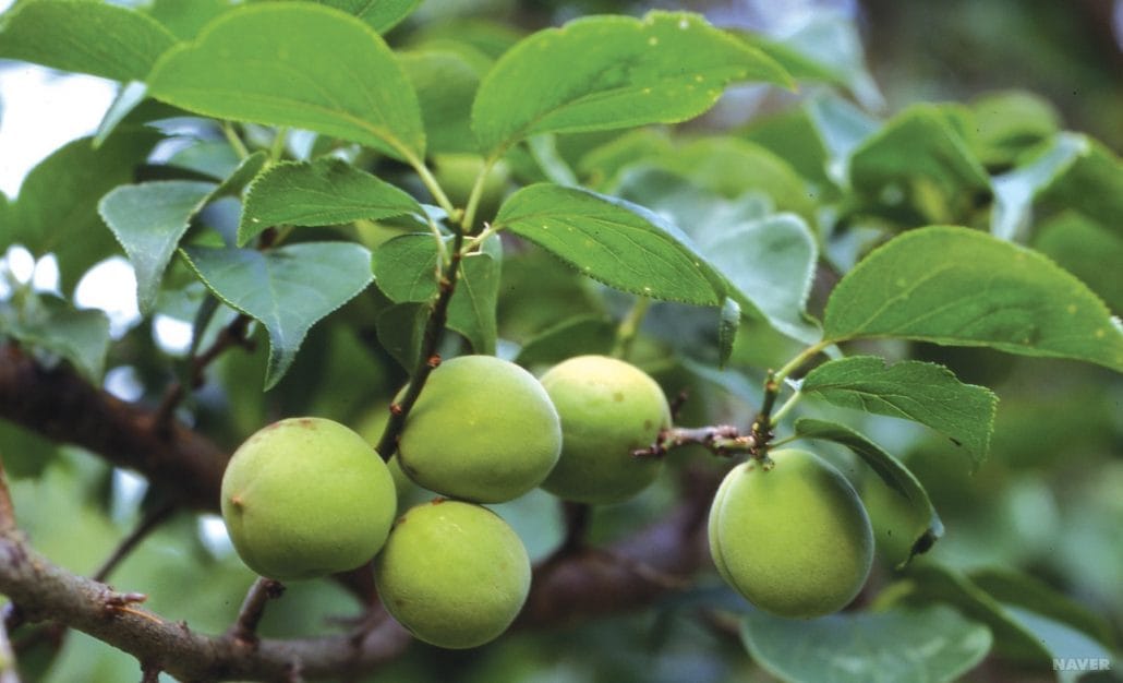 [Seasonal Ingredients] Maesil, a Pantry Staple