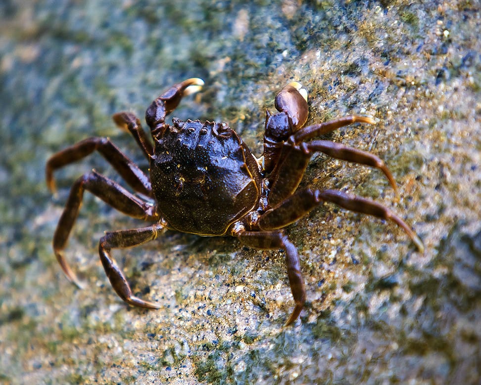 Chinese mitten crab (chamge)