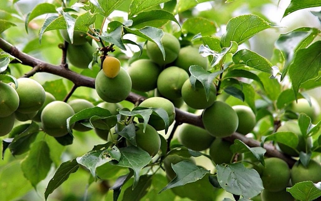 green plum fruit tree