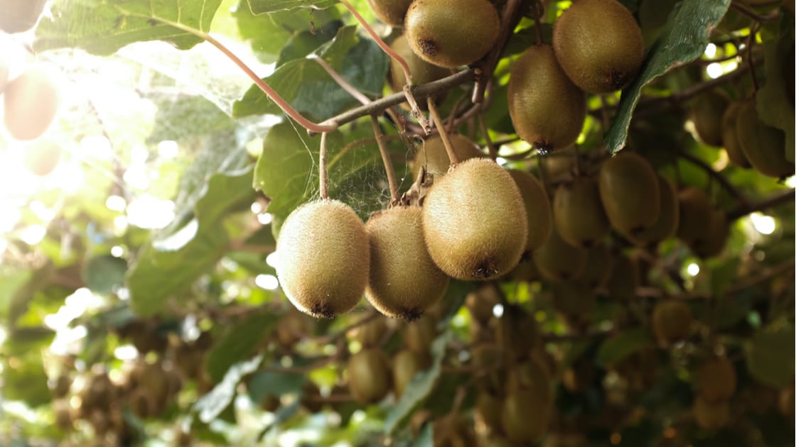 How do I eat kiwi fruit?, Illinois Extension