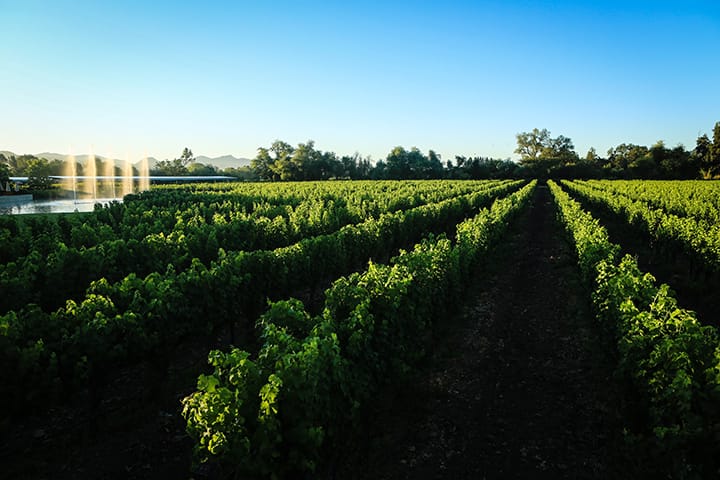 1155 Vineyard gets its name from the street number of Alpha Omega winery. (Photo by Mary Steinbacher Photography.)