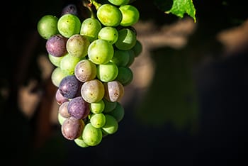 Rodgers Creek Pucci Close Up Verasion.jpg