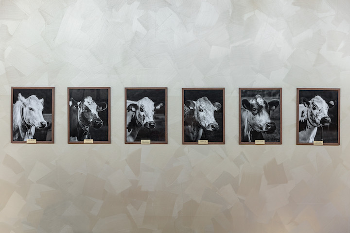 Black-and-white portraits of cows adorn the walls at Credo, which remind diners about the provenance behind the dairy products. (Photo: Credo)