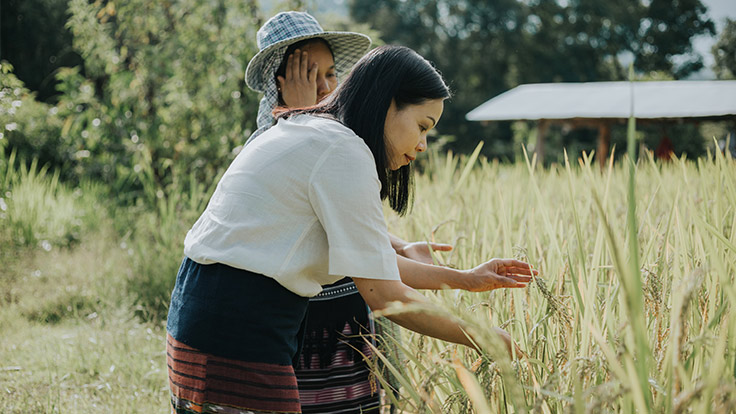 Rice grains nearly ready for harvest.