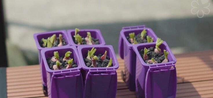 Radishes were presented in a container resembling a mini recycling bin.