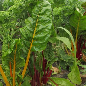 Swiss_Chard_Growing.jpg