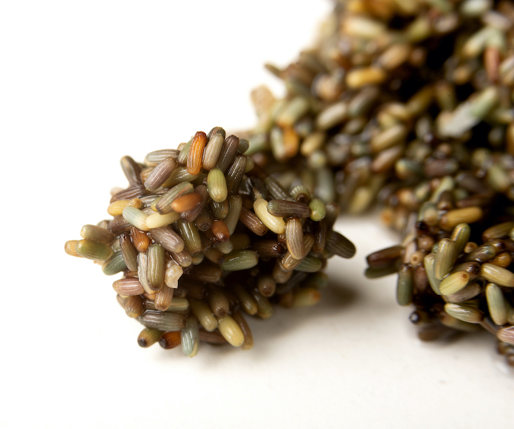 Los granos de cereal marino © Aponiente