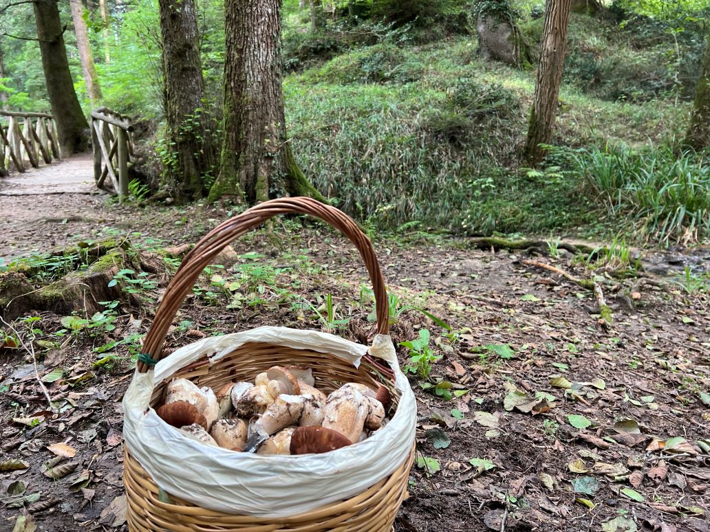 Cesto di porcini nel bosco di Serra San Bruno © M. Morichini