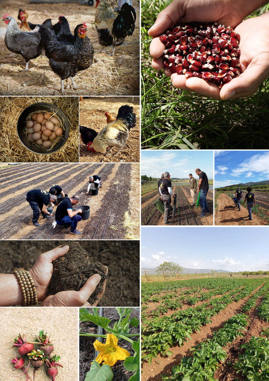 Mosaico donde se ve las distintas acciones que desarrollan en el campo © L'Antic Molí