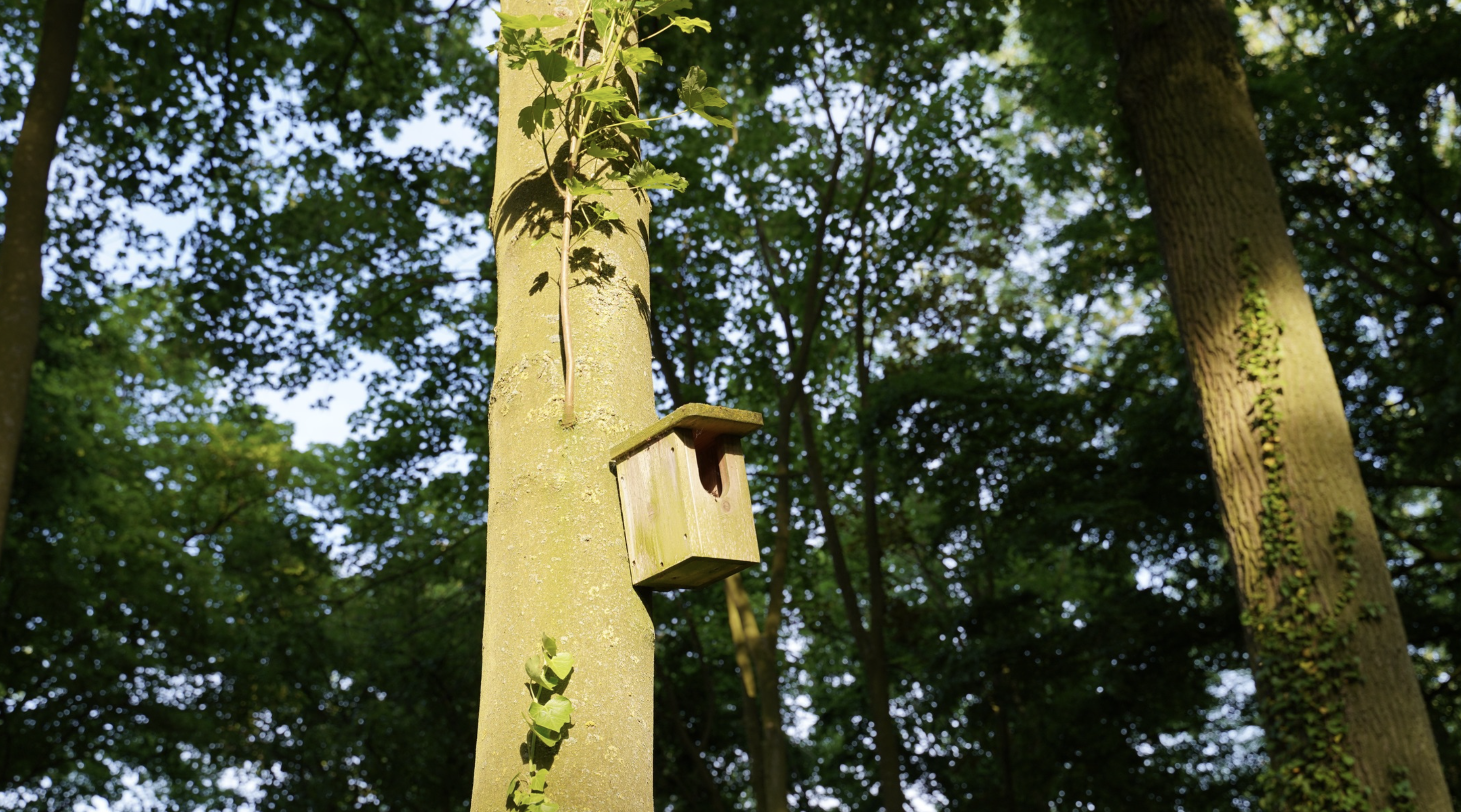 400 nichoirs ont été installés dans les arbres de la Forêt des Oiseaux © Tina Meyer
