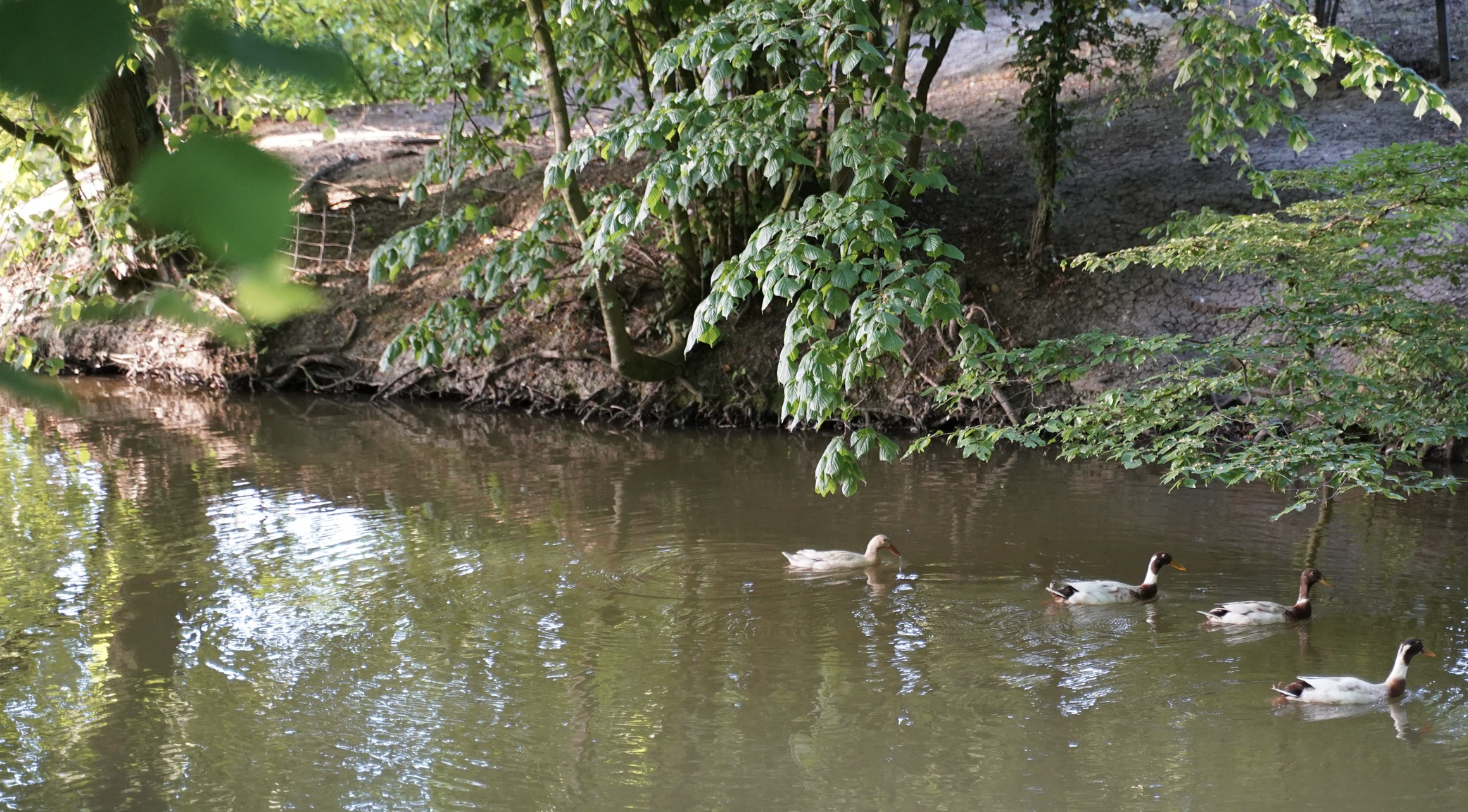 Réhabilitées, les douves historiques accueillent de nouveau toute une faune sauvage qui avait disparu : canards, cygnes et même une tortue ! © Tina Meyer