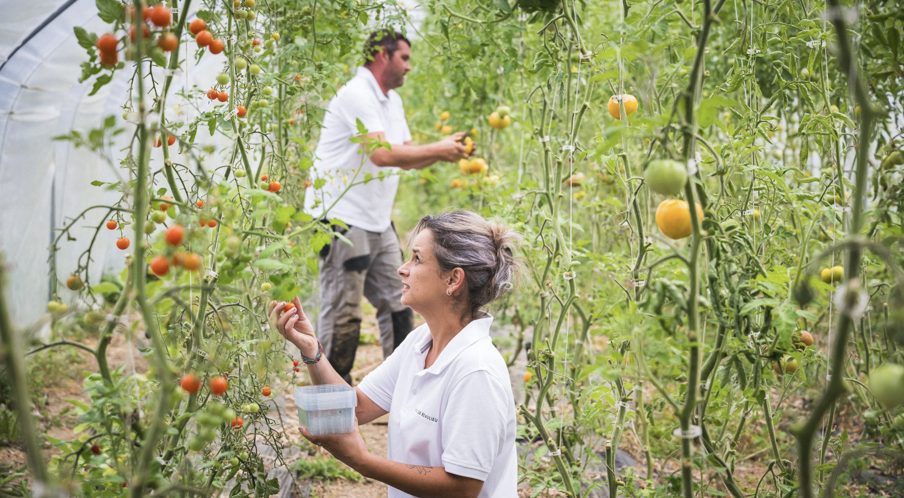 Au Domaine de Beaulieu, six variétés de tomates sont cultivées sous serre, pleine terre, en agriculture durable © Florian_Salesse