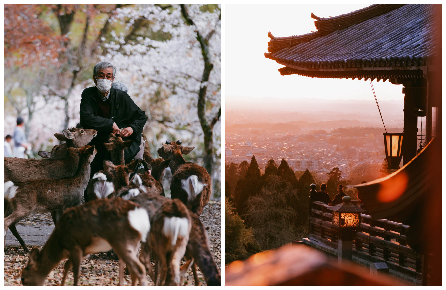 Deer in the Nara Park and Todaiji Shrine. © Colin Wee/The MICHELIN Guide