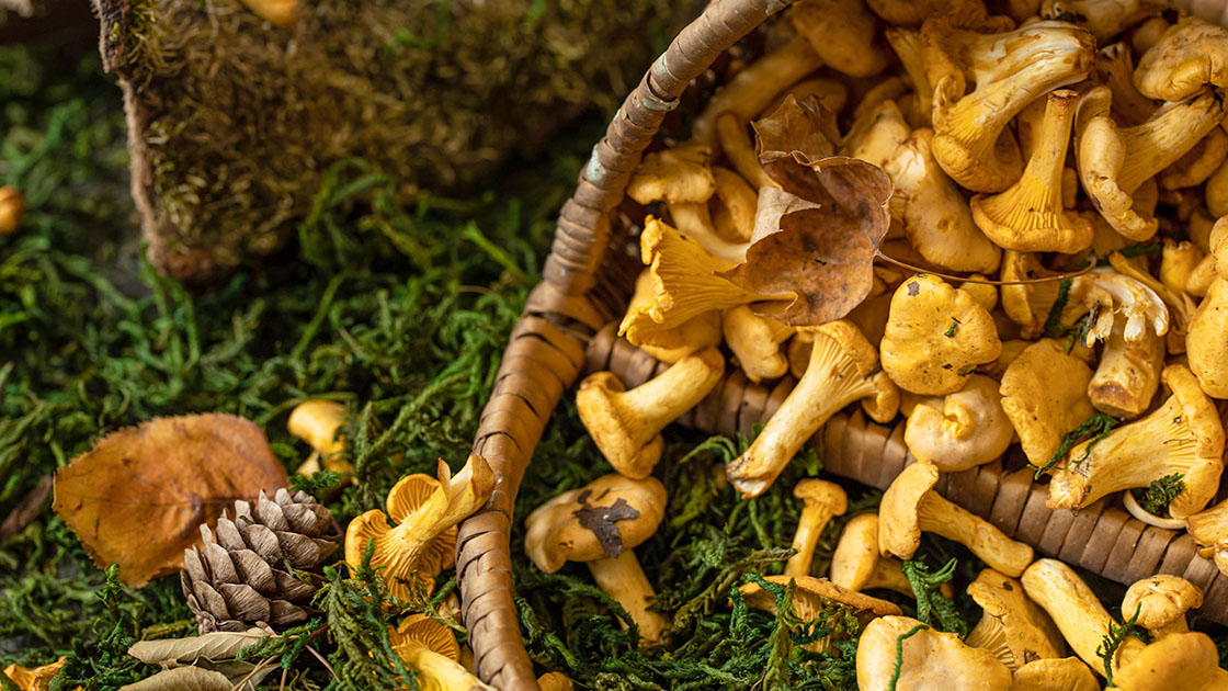 Pfifferlinge © Elizaveta Bauer/iStock