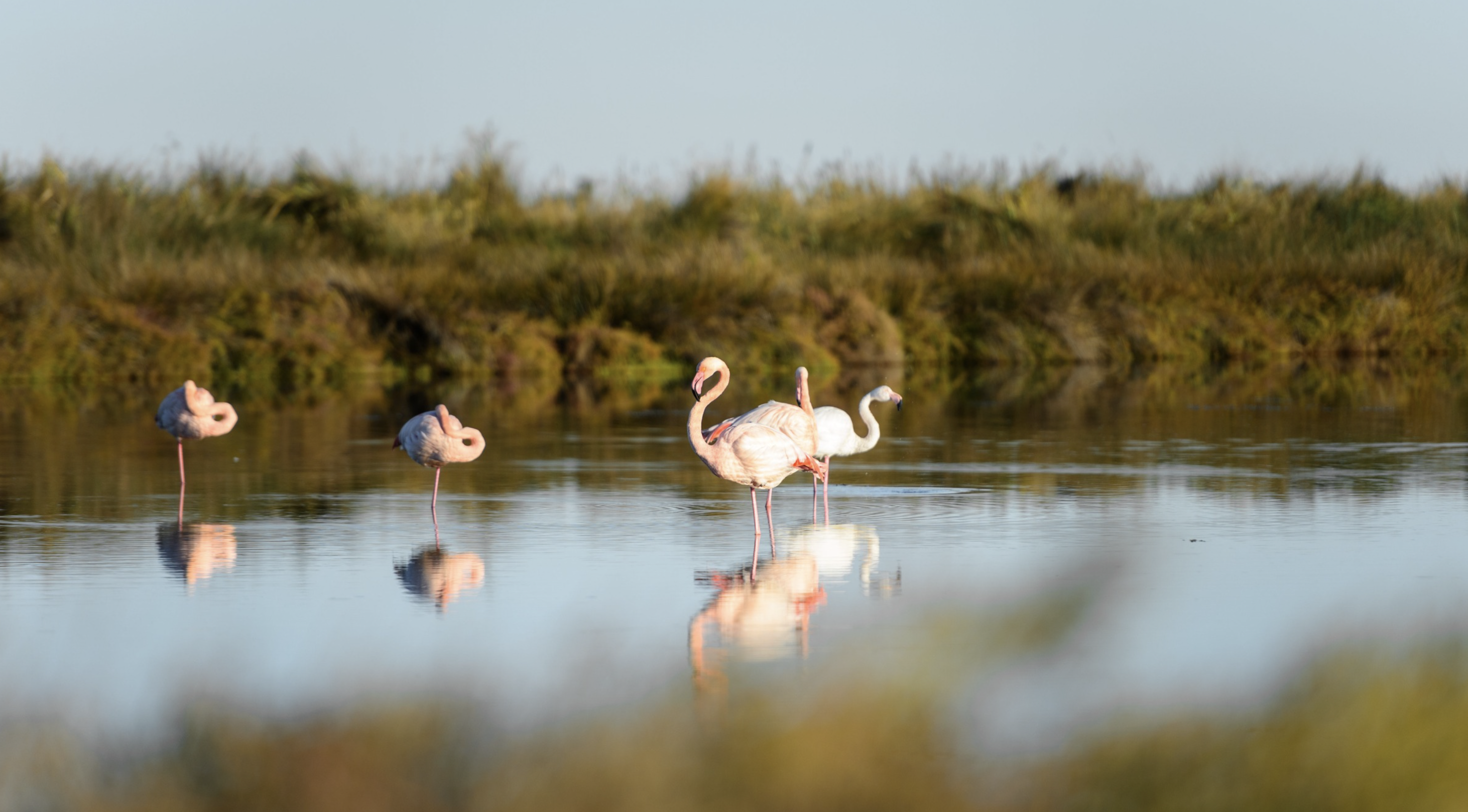 Flamants roses au Grau-du-Roi © C.Labrande