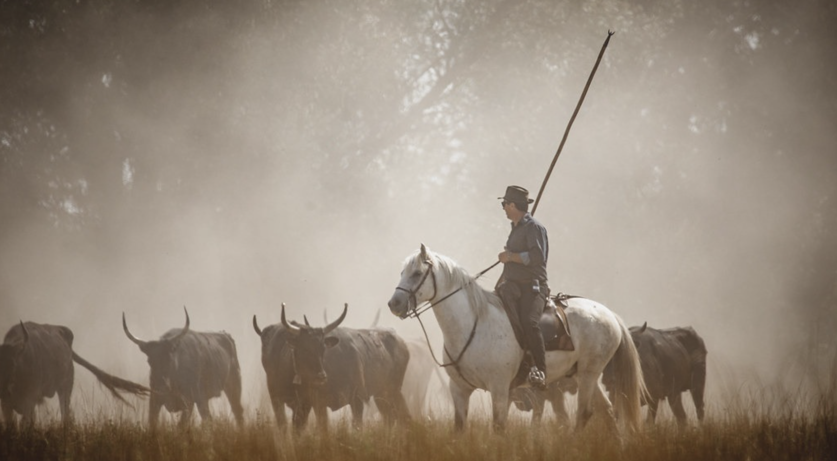 Manade camarguaise © Valentin Pacaut - The Explorers