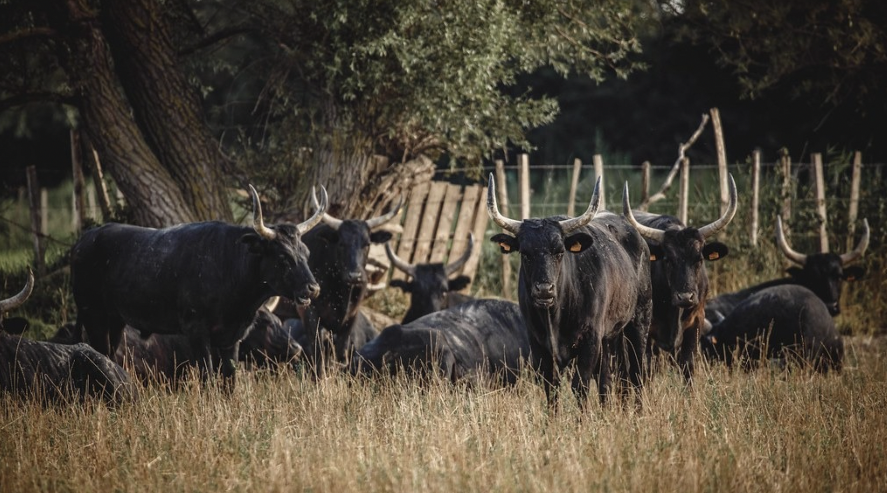 Taureaux camarguais © Valentin Pacaut - The Explorers