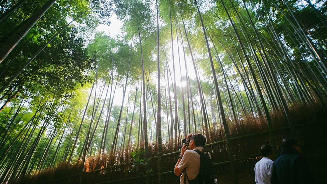 The Arashiyama Bamboo Grove in Kyoto is a serene and otherworldly forest path where towering bamboo stalks sway gently overhead, creating a peaceful, almost ethereal atmosphere. © Colin Wee / The MICHELIN Guide