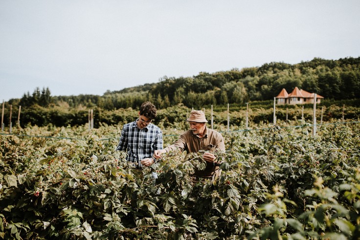 Chef-Owner Ferenc Kvasznicza and producer Jozsi Malnas picking raspberries together (© Pajta)
