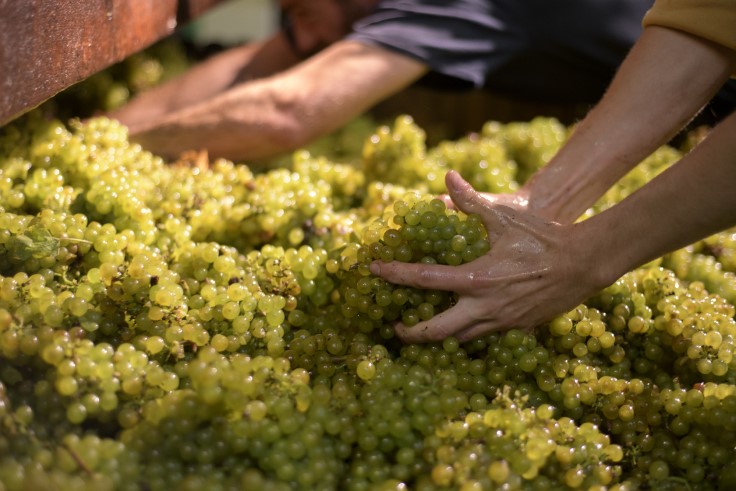 Grapes being processed at the Wiston Estate winery. © Jo Hunt