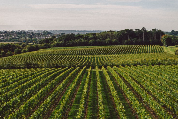 The Kent vineyards of Chapel Down, one of the most prominent wine producers in England. © Chapel Down