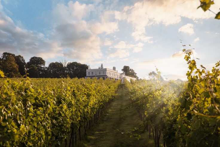 The vines at Lympstone Manor, a revered hotel and restaurant with a MICHELIN Star. © Elliott White