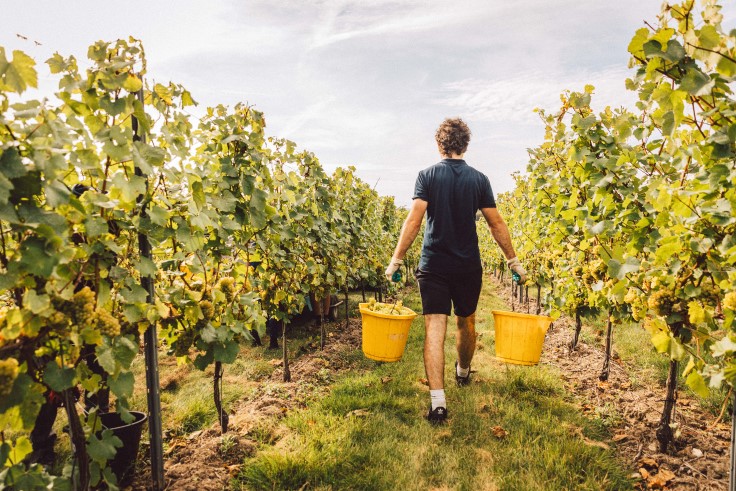 Grapes being harvested on the Chapel Down estate. © Chapel Down