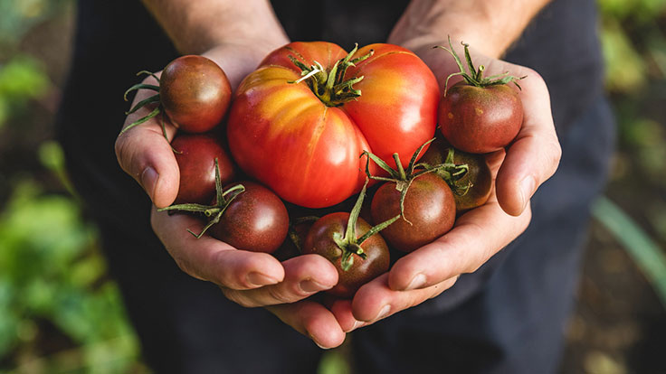 Tomaten  © samael334/iStock