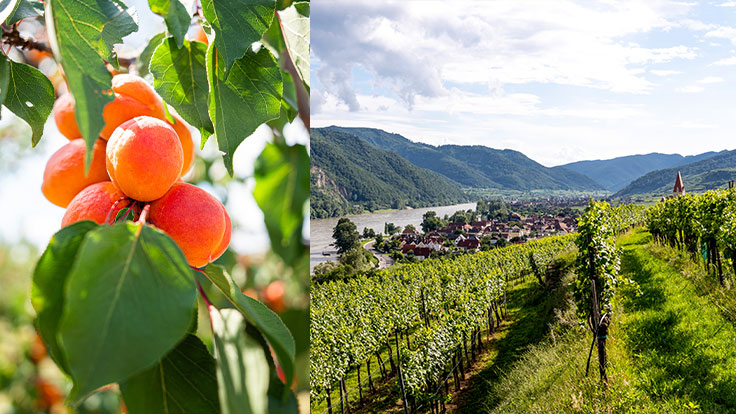 Between Apricots and Vineyards in the Wachau © Österreich Werbung: from left Christian Kremser, Cross Media Redaktion