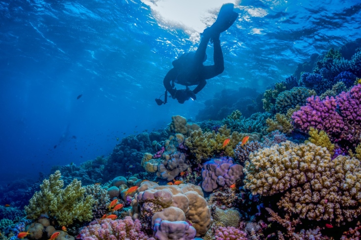 Dive into Bayada Island's colorful waters and explore marine life. ©Visit Saudi/Ministry of Tourism Saudi Arabia