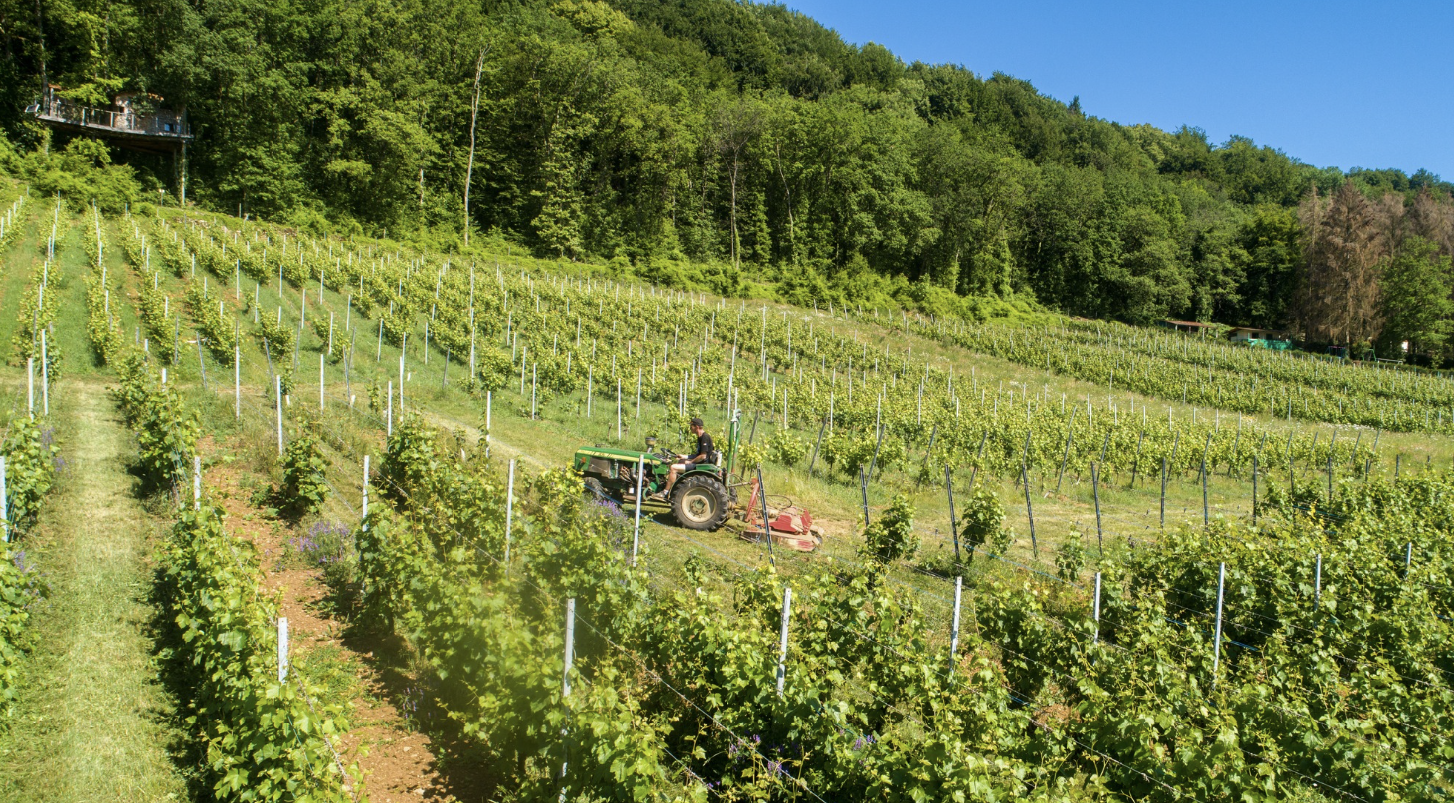 Vineyards of the Domaine Les Béliers in Moselle. © Seq K