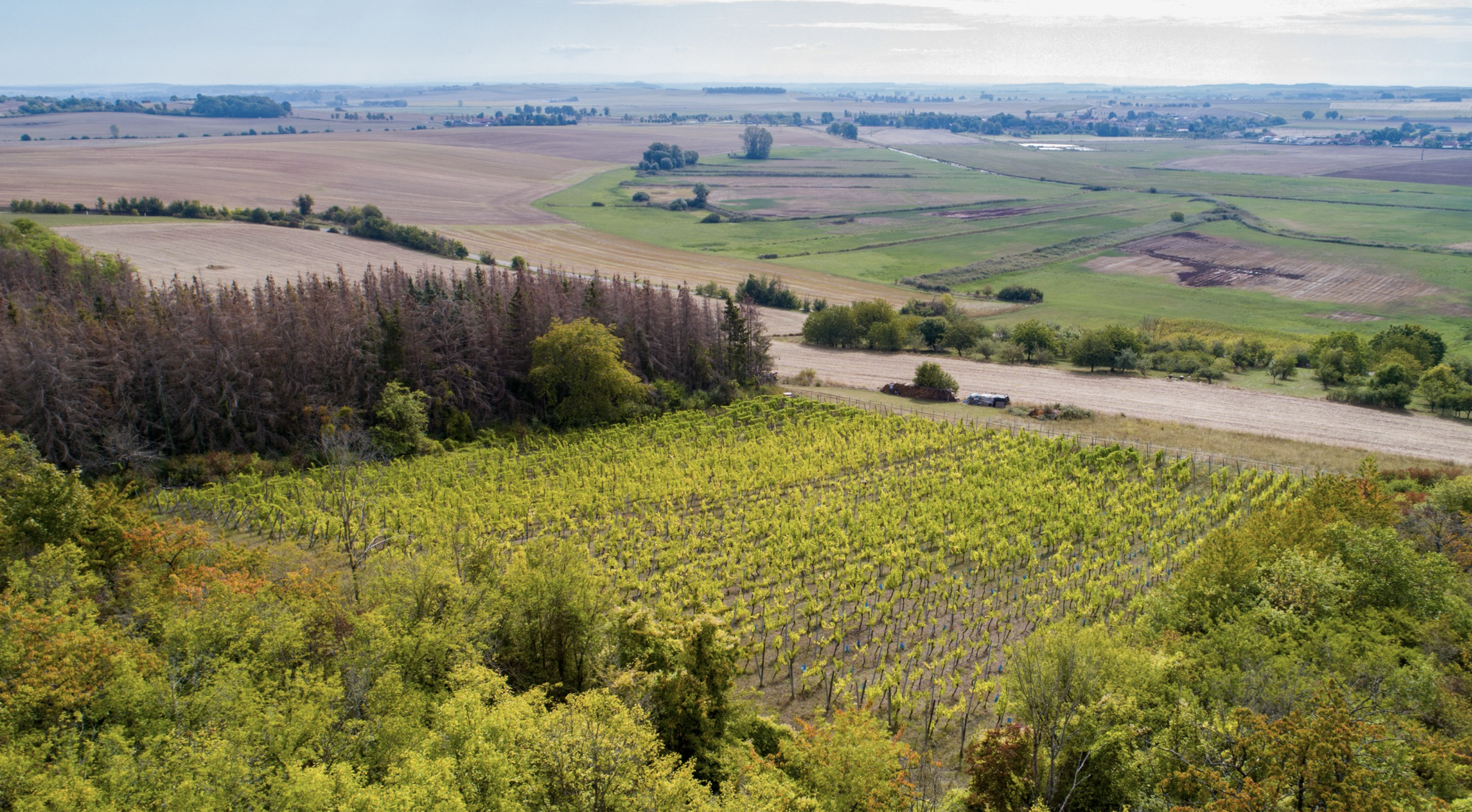 The vineyards of the Domaine Rémi Gauthier at Vic-sur-Seille. © Séquence K