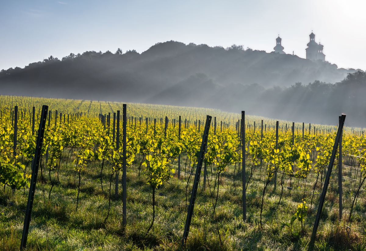Vineyard on the Silberberg near Kraków with the Camaldolese monastery towers in the background. © Tomeyki/iStock