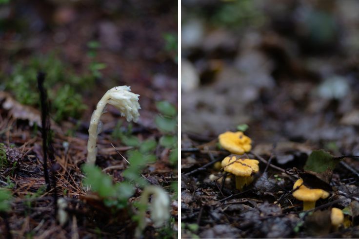 The forest's mushrooms gently making their presence known (© Desertų klubas)