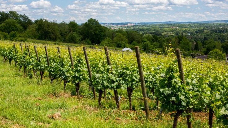 The vines at Château de Vaux. © Sequence K