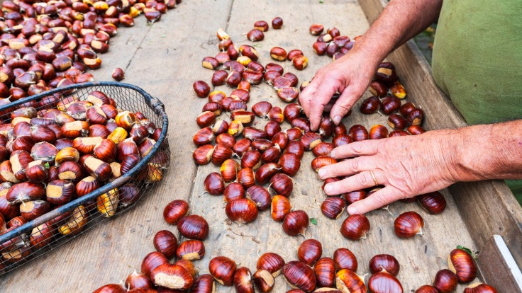 Les châtaignes d'Ardèche régalent petits et grands © Paolo Graziosi/iStock