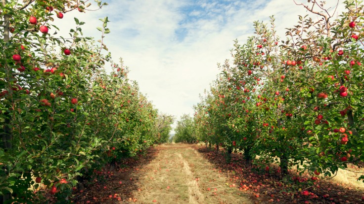 Un verger au parfum d'automne © alice dias didszoleit/iStock